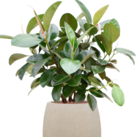 Ficus elastica 'Robusta' (70-100cm) in Baq Raindrop